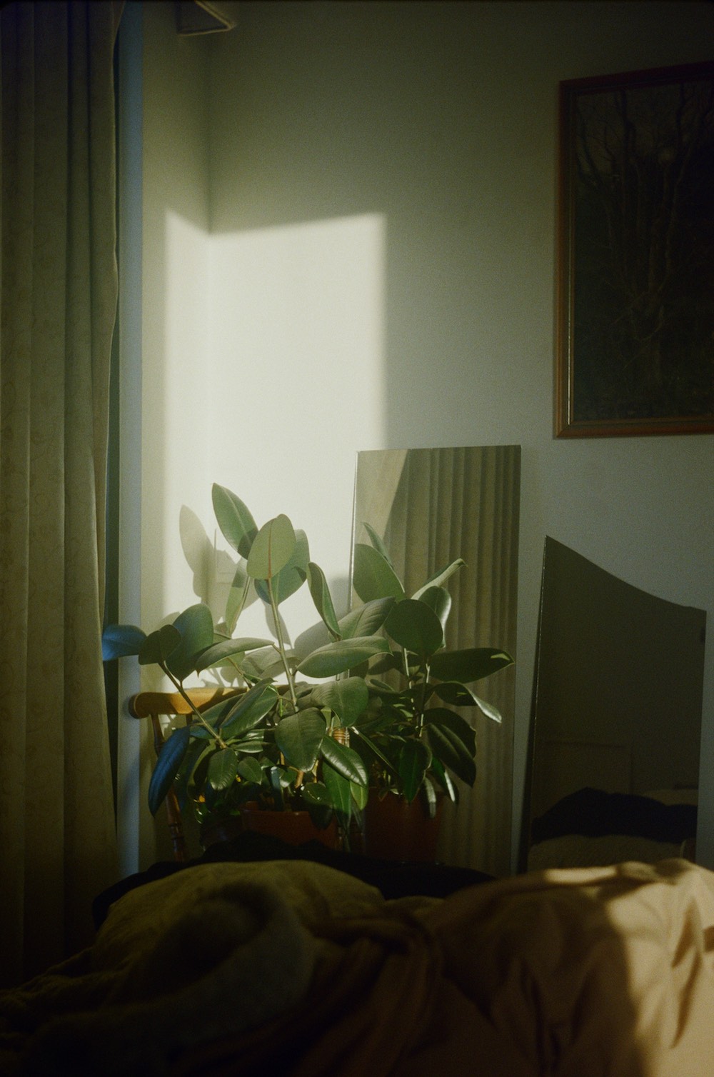 a plant in the sun, in the corner of a room