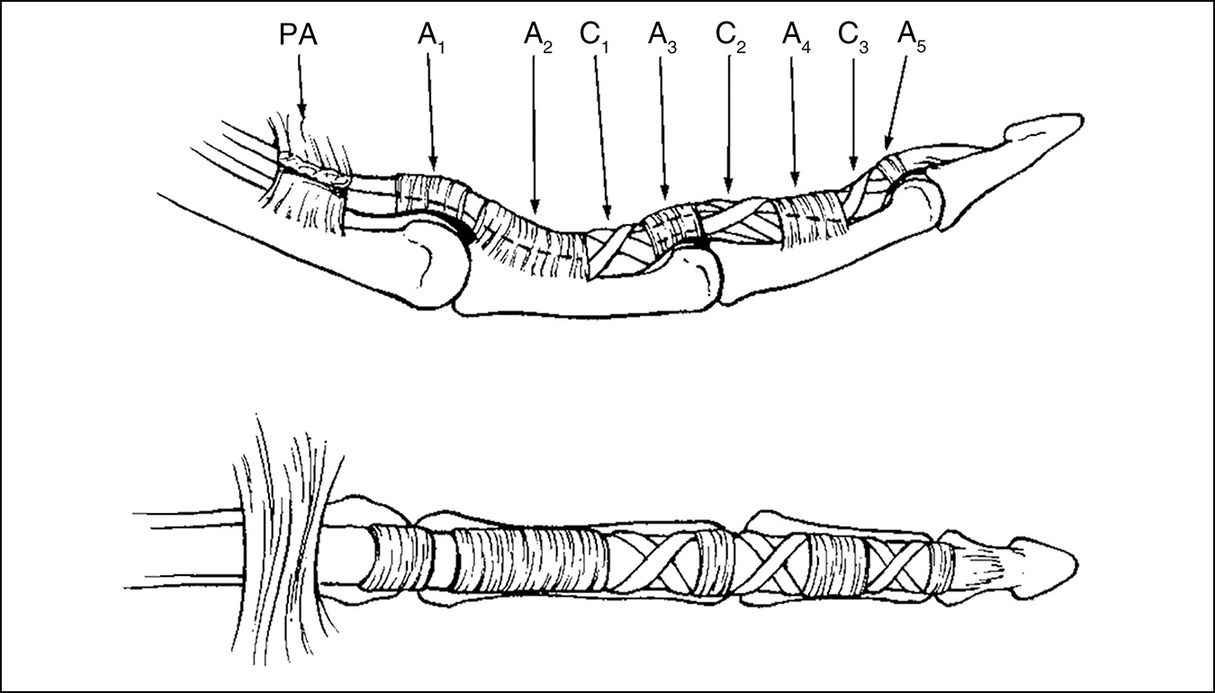 a diagram of the joints and pulleys in a finger