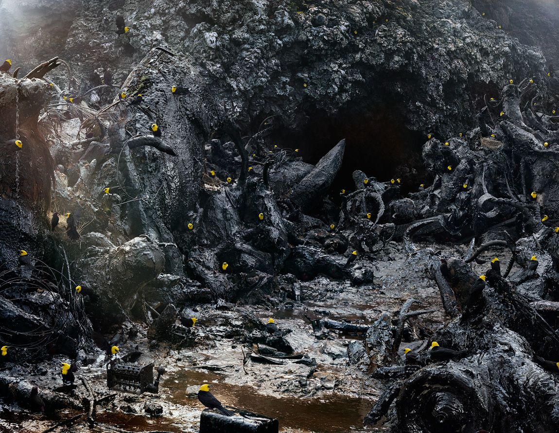 a scene of rubble and garbage, covered in black slick, with 50 little birds with bright yellow heads roosting about